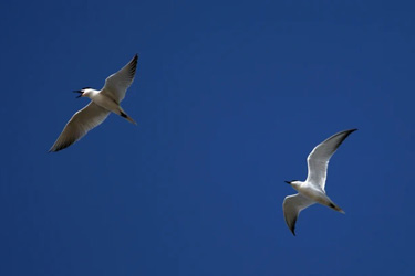 https://discovermessolonghi.gr/wp/wp-content/uploads/2022/10/birdwatching1.jpg