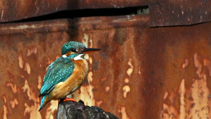https://discovermessolonghi.gr/wp/wp-content/uploads/2022/10/birdwathing1-1.webp