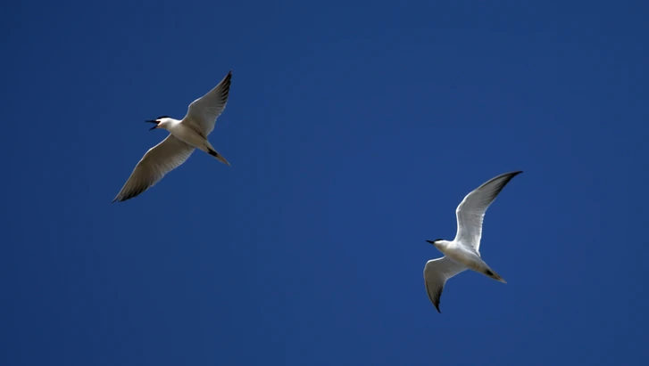 birdwathing1-2