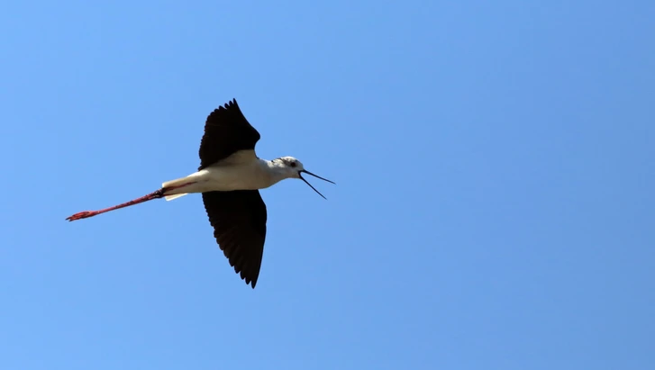 birdwathing1-4