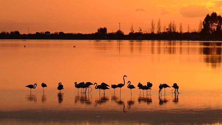 https://discovermessolonghi.gr/wp/wp-content/uploads/2022/10/birdwathing3-1.webp