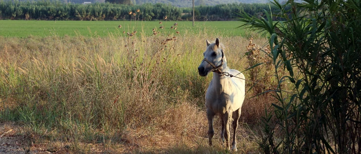 αιτωλικο15
